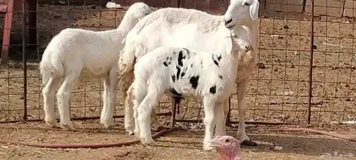 حريه والد توم خرفان عمرهم 3 أشهر 8