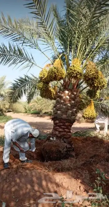 نخل نقايل فسايل إخلاص صقعي سكري خضري روثان سلج منيفي نبوت 1