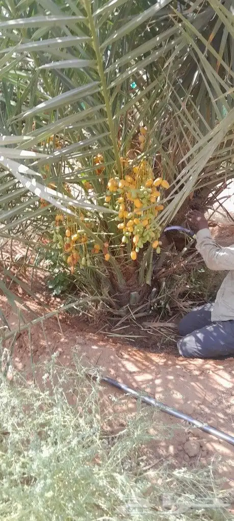 نخل اللبيع توصيل جميع مناطق 19