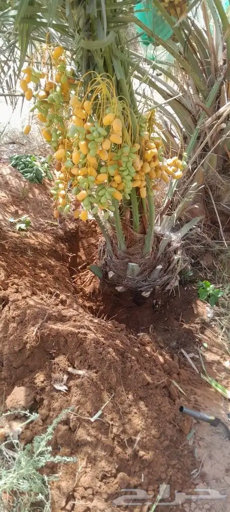 نخل اللبيع توصيل جميع مناطق 6