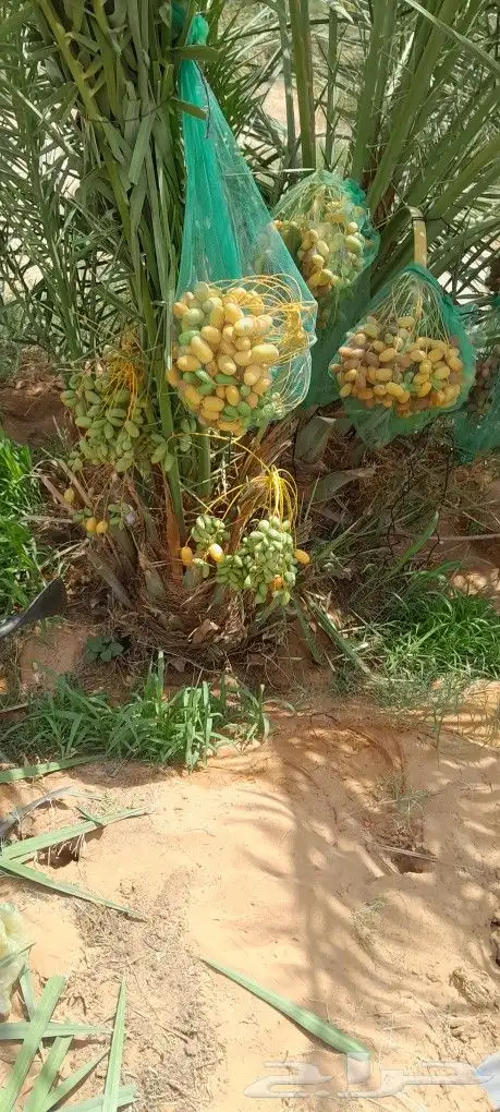 نخل للبيع توصل جميع مناطق 4