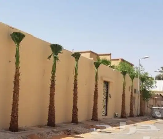 نخل واشنطني زينه 8