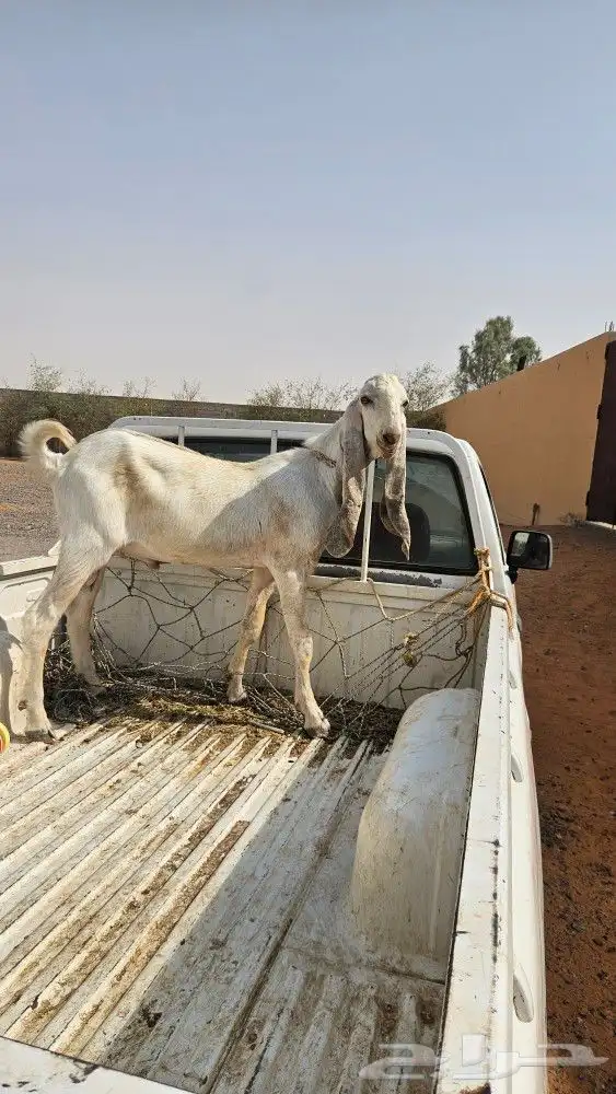 تيس فحل 2