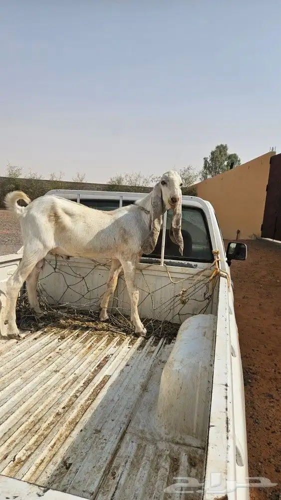 تيس فحل 3
