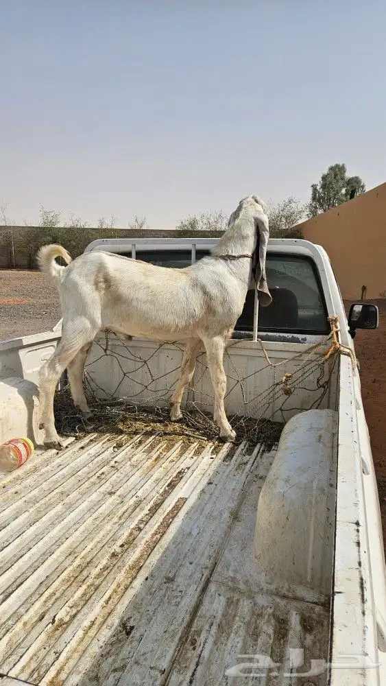 تيس فحل 1
