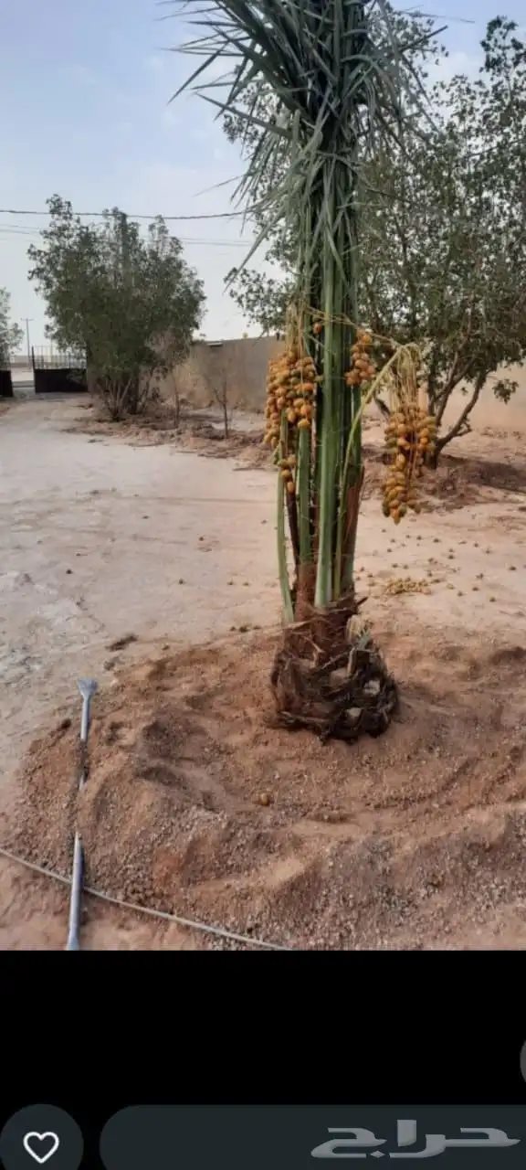يوجد لدينا جميع انواع النخيل في السعودية للسعارالمناسبه 0
