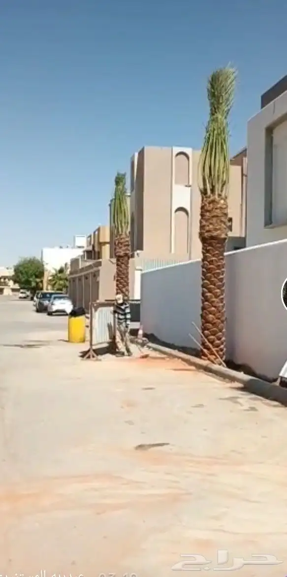 نخيل وشنطن ونخل عربي 2