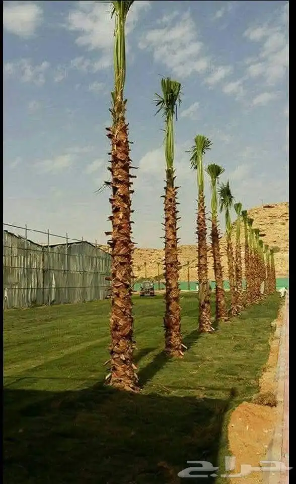 متوفر لدينا جميع انواع نخل وجميع المقاسات 0