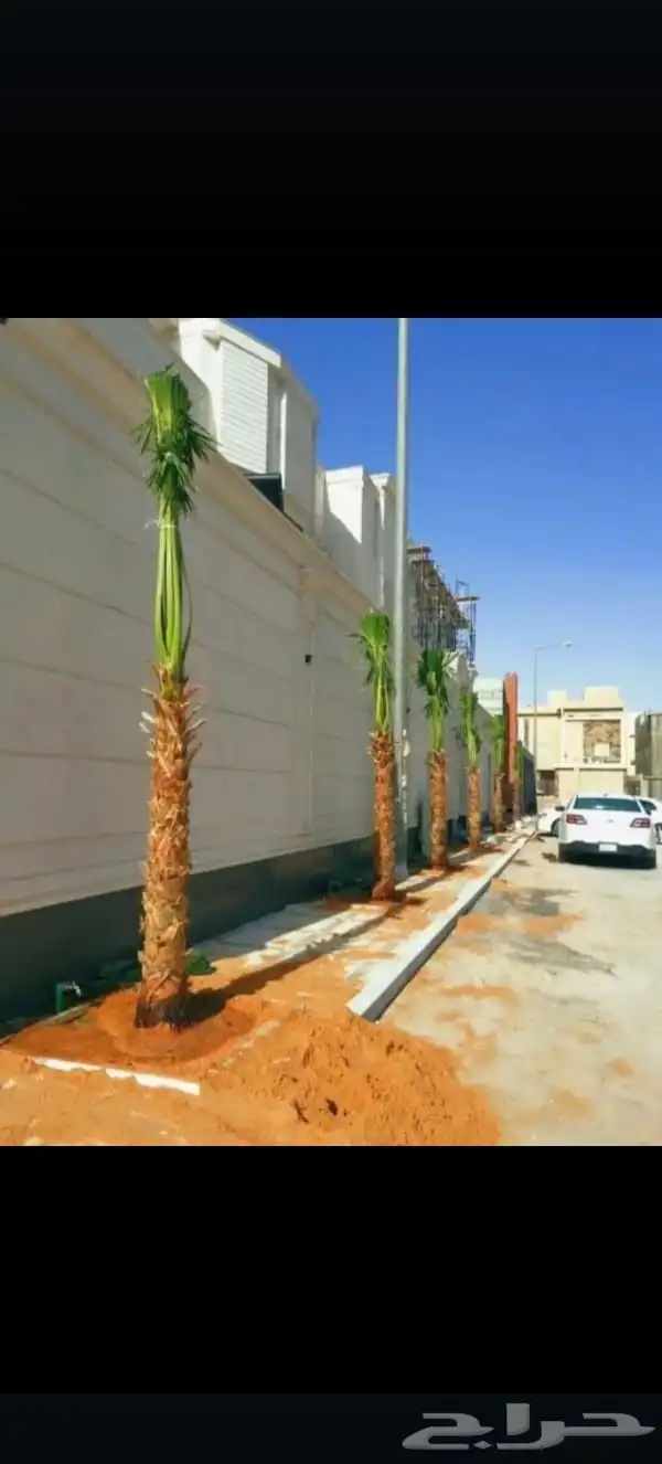 النخيل للبيع اتوصل 1