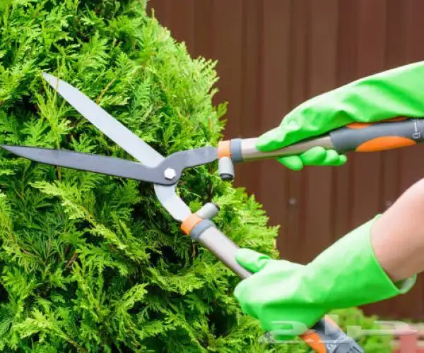 ابو يوسف لتوريد انخيل الوشنطني والأشجار وثيل 8