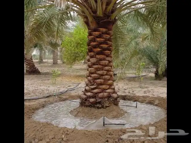 ابو يوسف لتوريد انخيل الوشنطني والأشجار وثيل 5