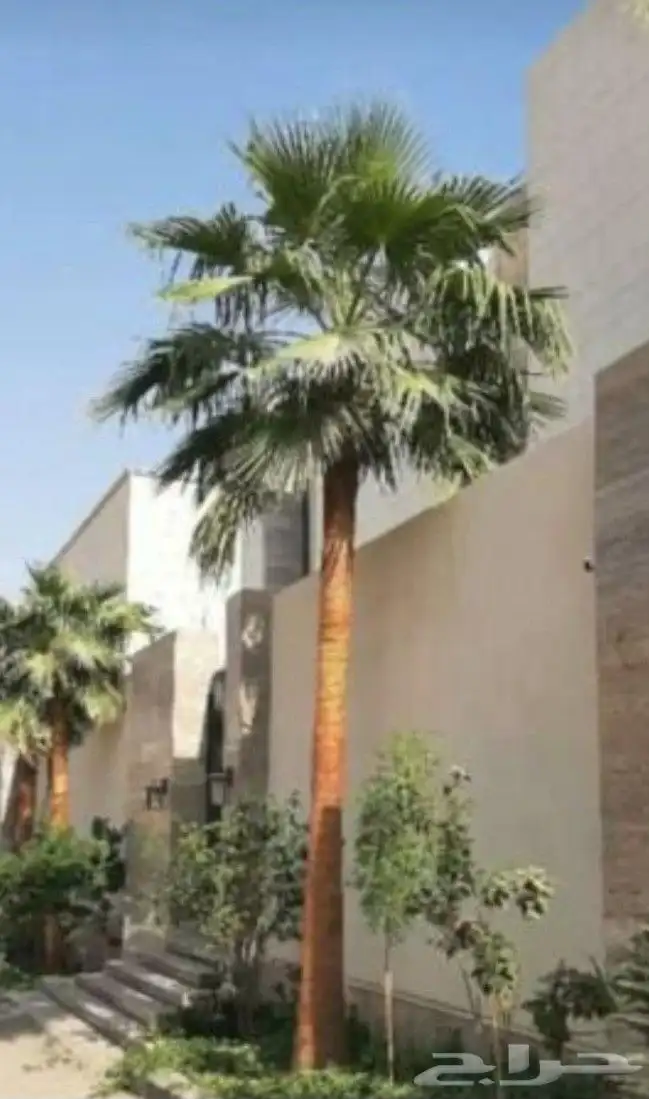 نخل واشنطني زينه 4