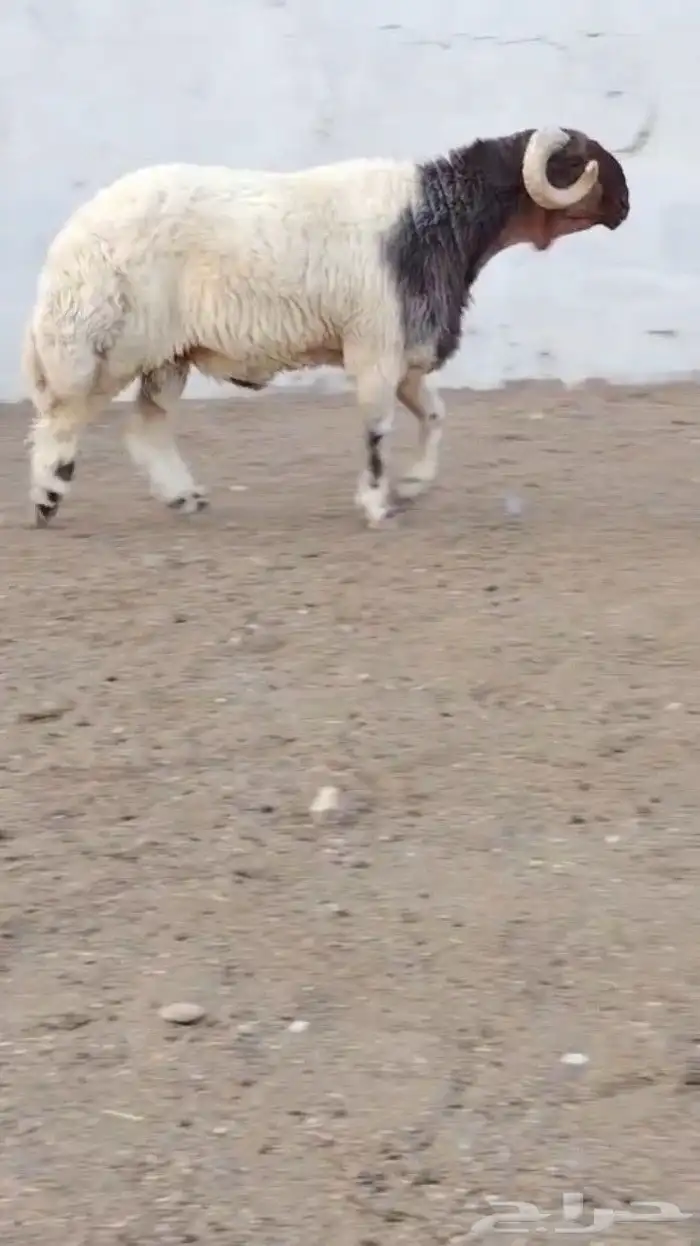 ثني نعيمي صنف فاخر للبيع 2