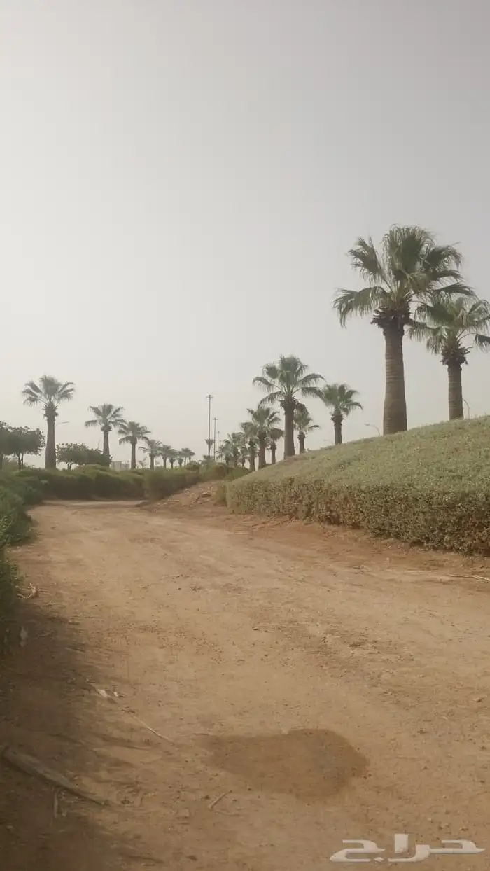 لجميع أعمال النخيل والواشنطن 0