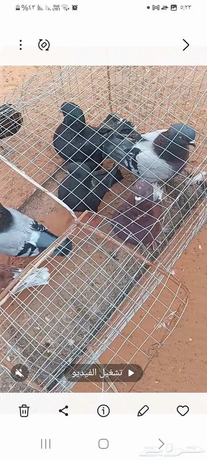 البيع حمام كنوق اجواز 9