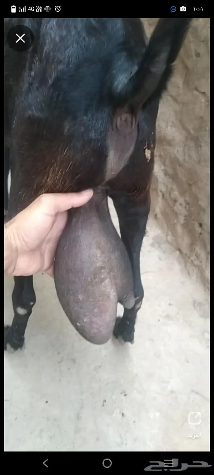 استشاري ثروه حيوانية 1