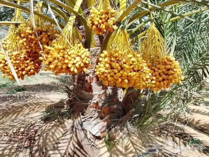 يوجد لدينا جميع انواع النخل للتواصل جوال 3