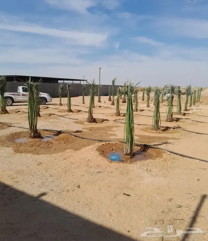 نخيل عربي وامريكي للبيع وبسعر طيب 1