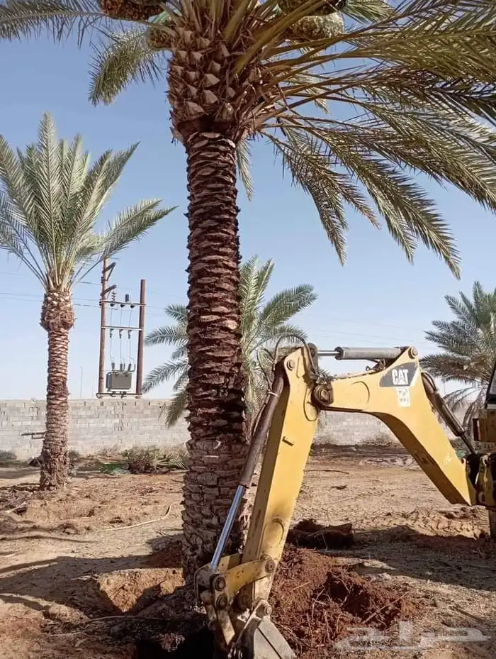 يوجد لدينا جميع انواع النخل للتواصل جوال 9