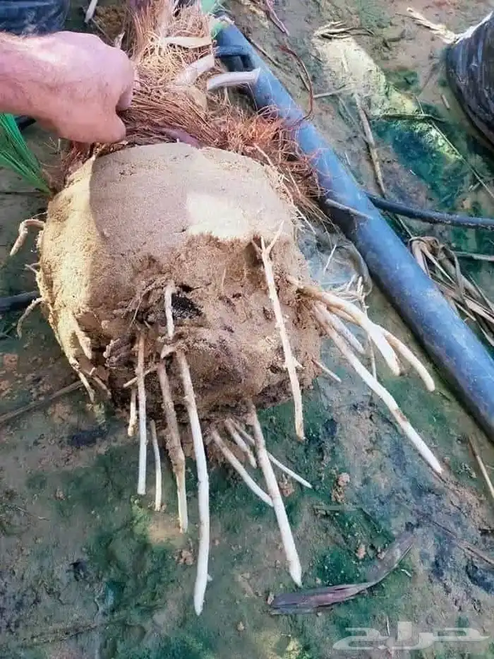 نخل وشبوك مقاول توريد وتركيب 4
