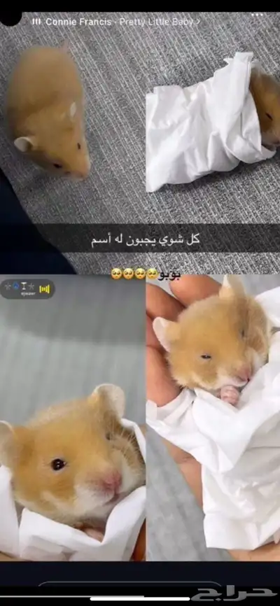 هامستر 0