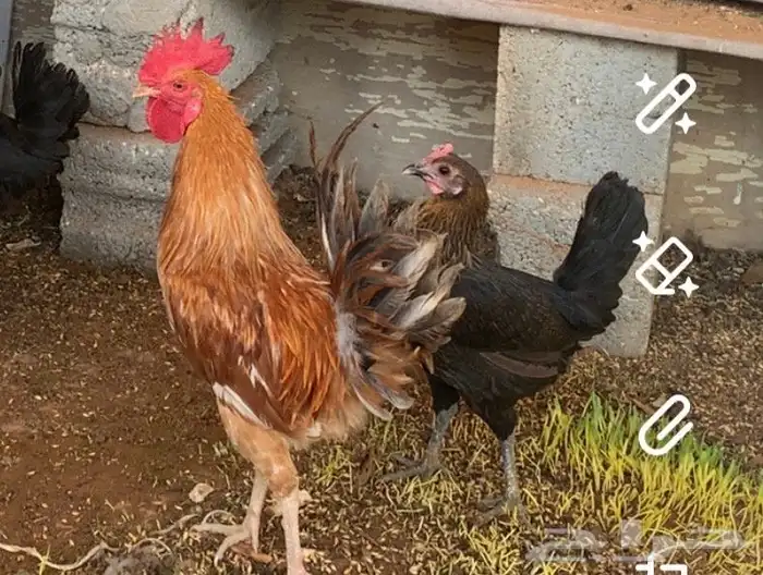 ديك شرط الصحة وشرط الذان ويلقح العمر 10شهور الموقع عشيره سدي 2