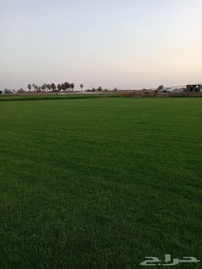 ثيل طبيعي سي الفين (C2000) صافي ونقي على الشرط شكل جمالي وخض 1