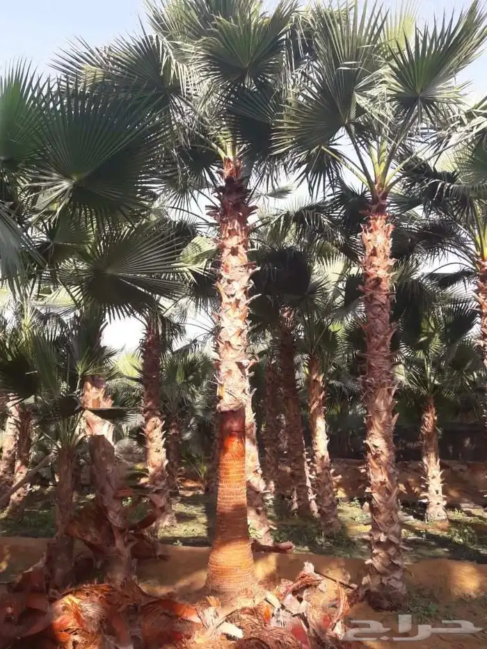 نخل واشنطني زينه 0