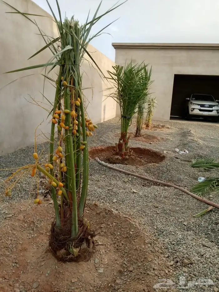 توريد نخل مثمر الطائف مكه والمدينه 1