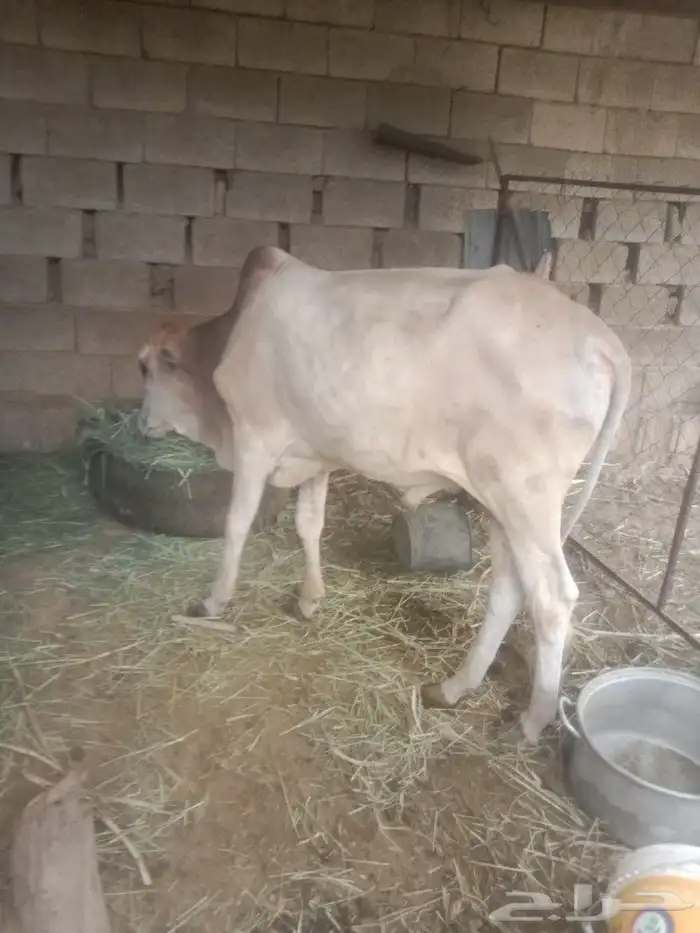 نعرض لكم عجل للبيع عمره سنه الموقع العارضه حي الروابي 0