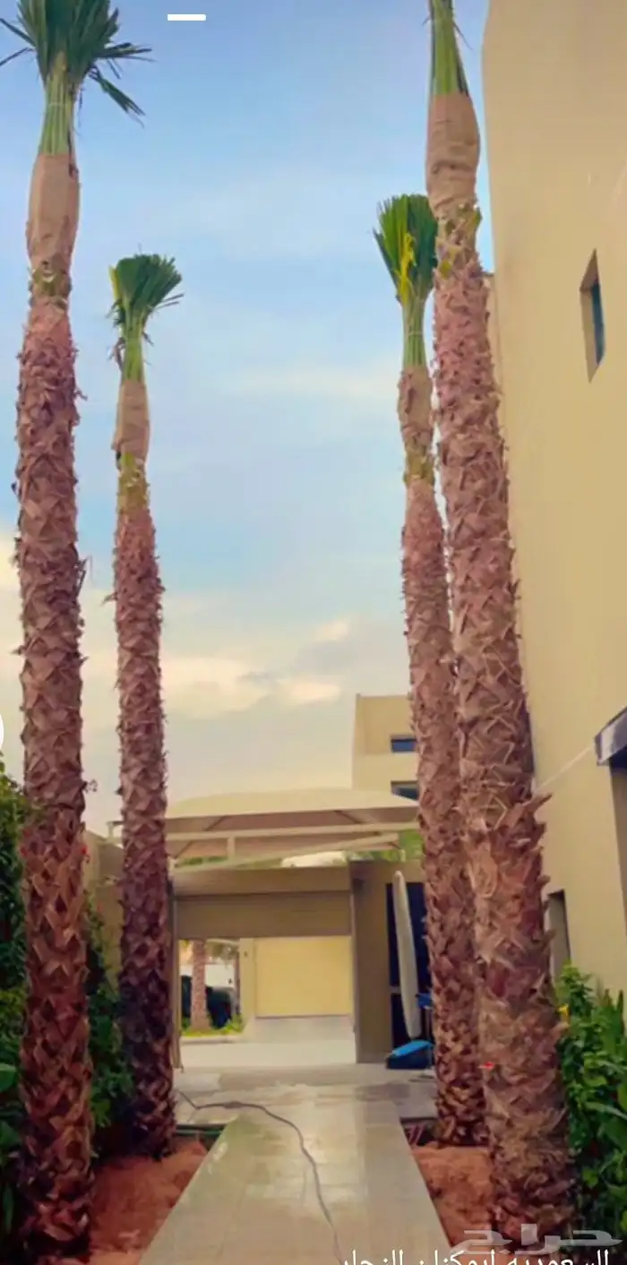 نخل واشنطني زينه 7