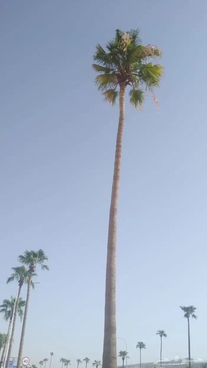 لجميع أعمال النخيل والواشنطن 1