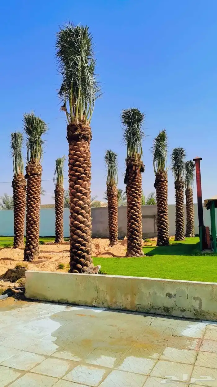 نخيل وشنطن ونخل عربي 5