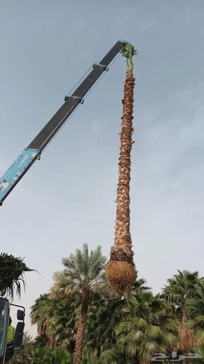 توريد وزرع النخيل بجميع مقساته 2