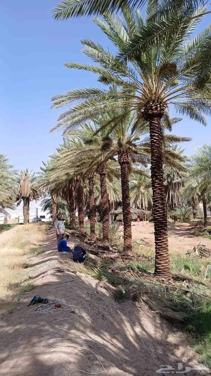 نخيل وشنطن ونخل عربي 6