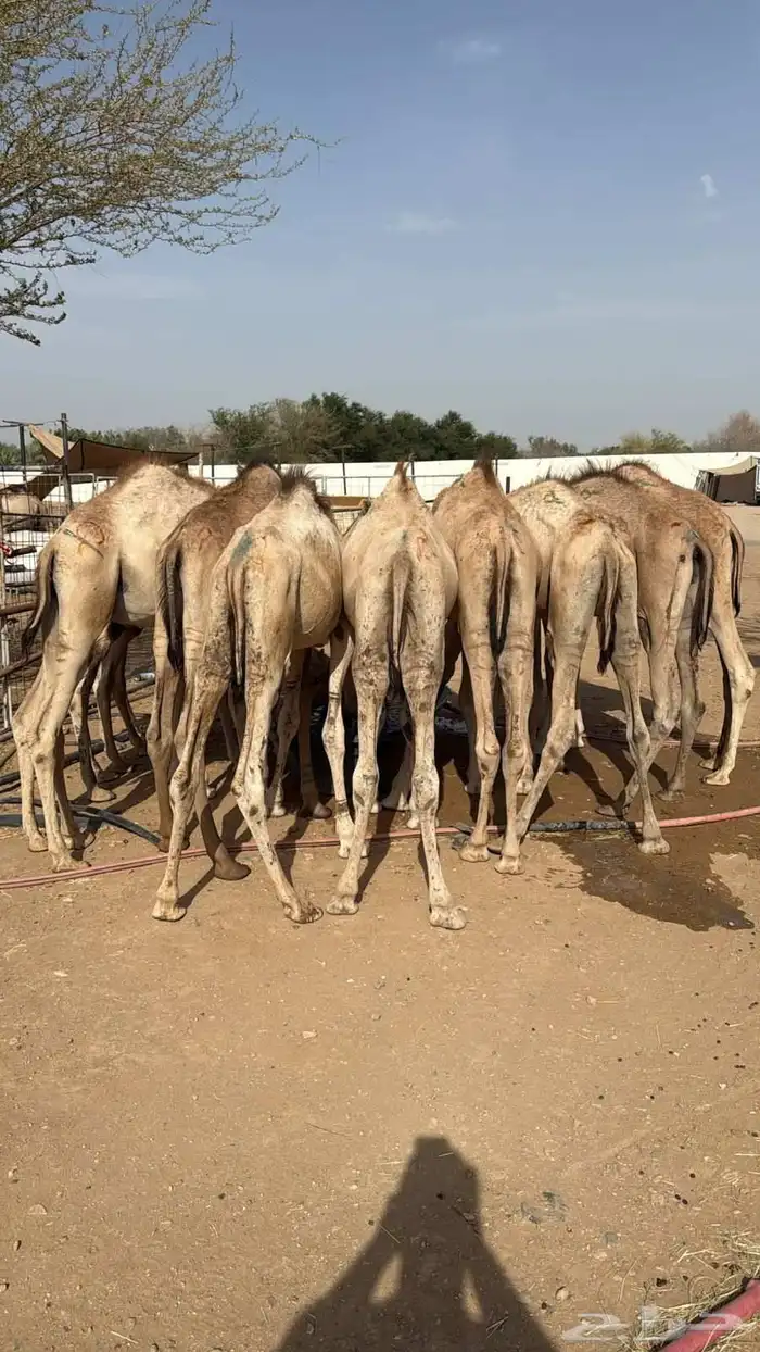 القعدان الصومالية النظيفة مرابي شهرين لحم ويبيض الوجه ومضمون 2