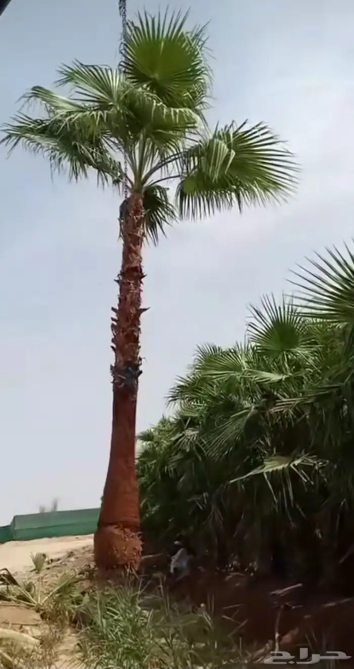 نخل واشنطني زينه 3