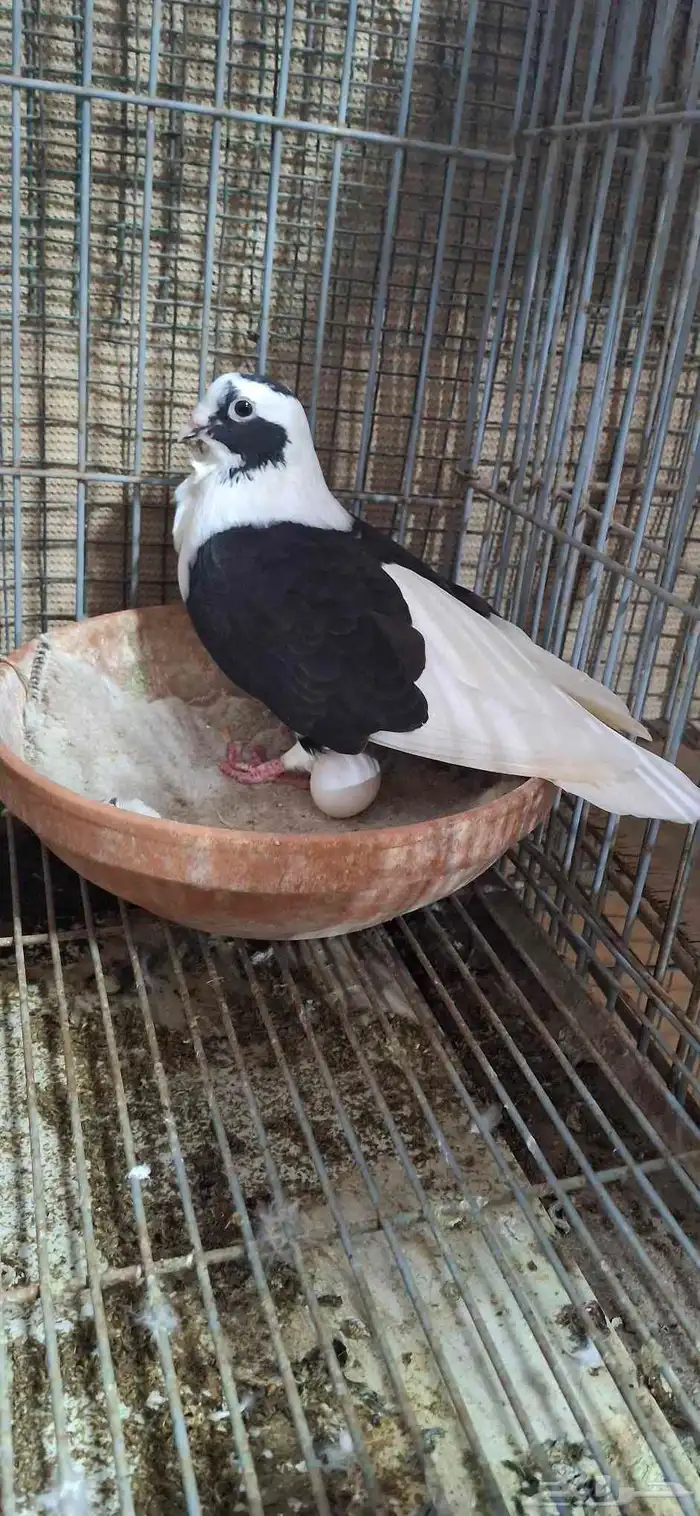 للبيع جوز مكاتيف بربريسي 5