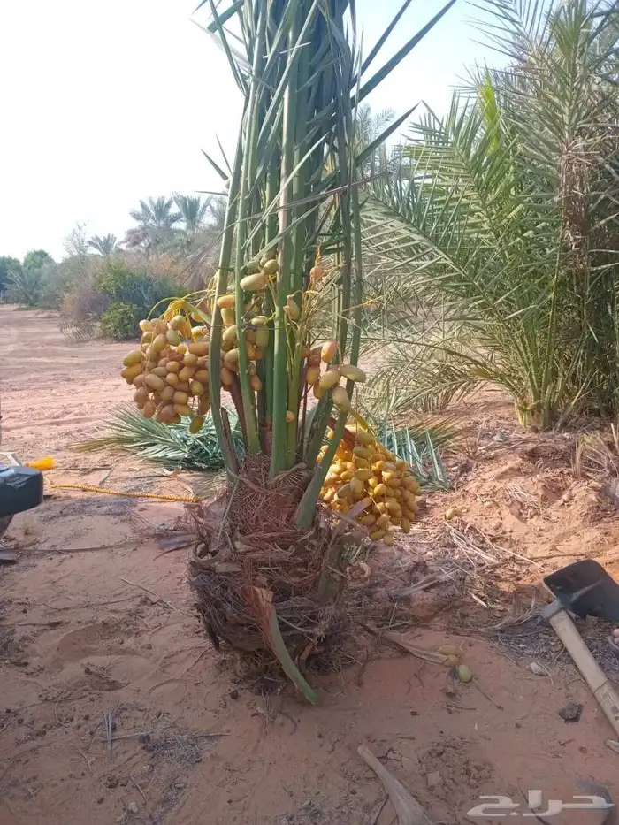فسايل نخيل خلاص اشقير مثمر درجة اولى 6