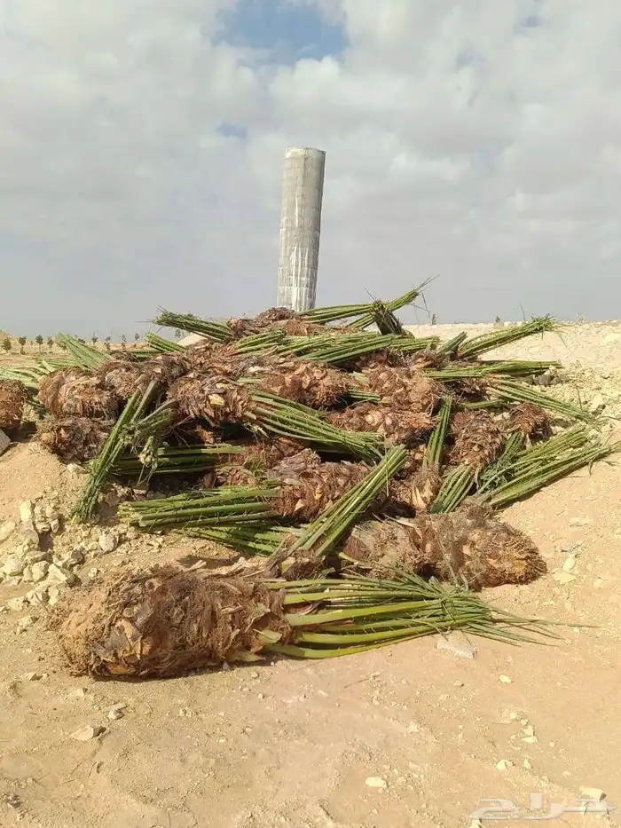 لجميع أعمال النخيل والواشنطن 5