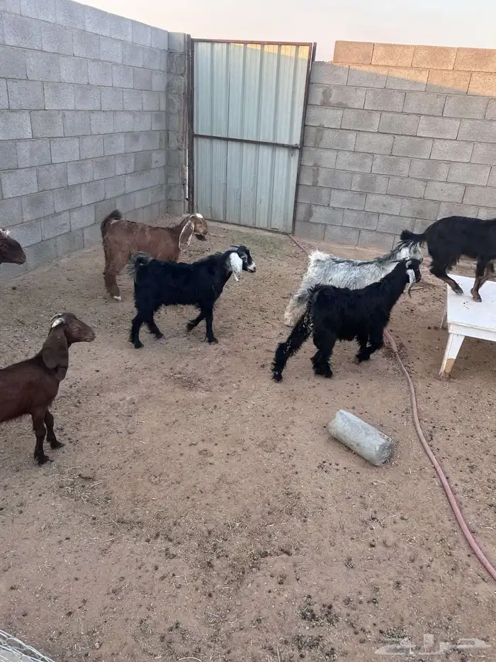 تيوس وجفار طيبه بالحيل 1