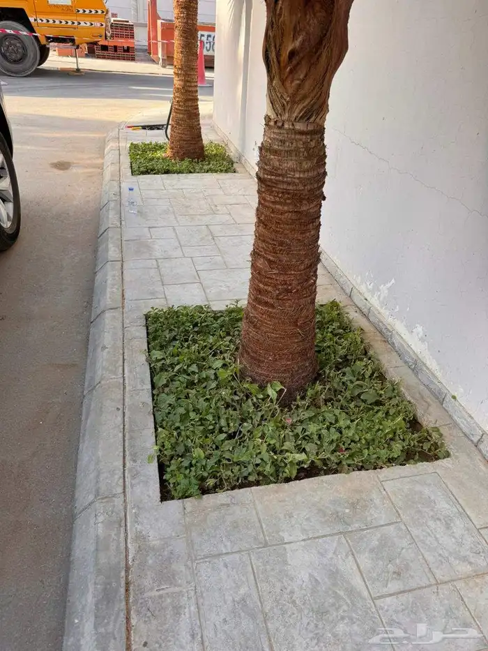 ابو يوسف لتوريد انخيل الوشنطني والأشجار وثيل 2