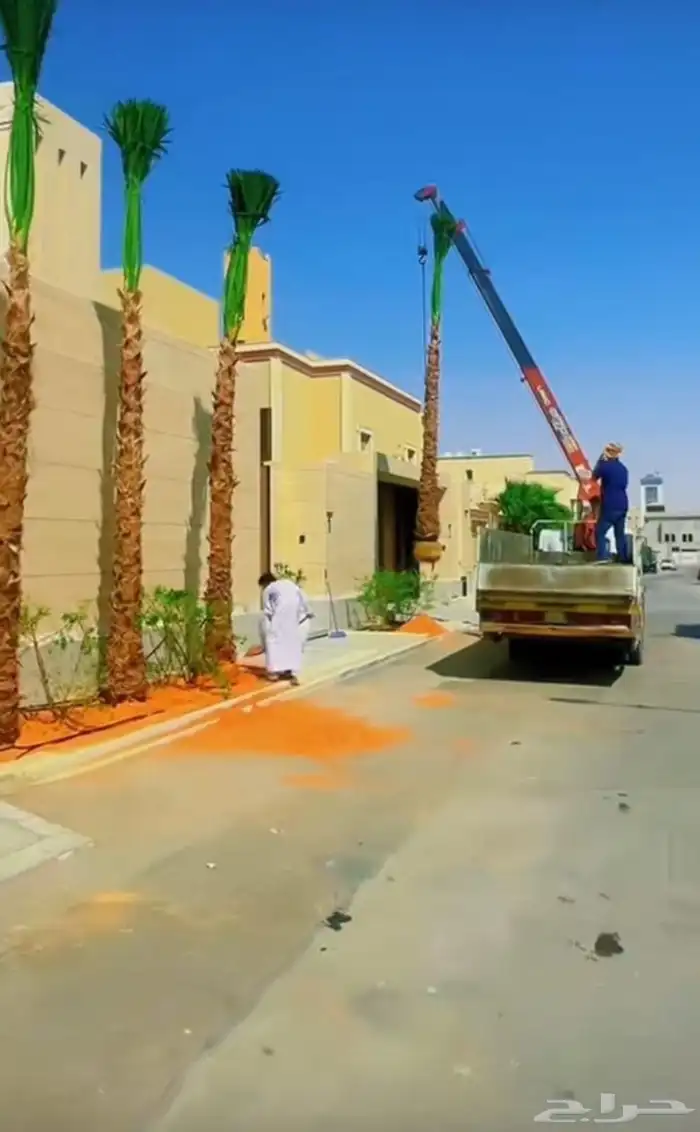 نخيل وشنطن ونخل عربي 0