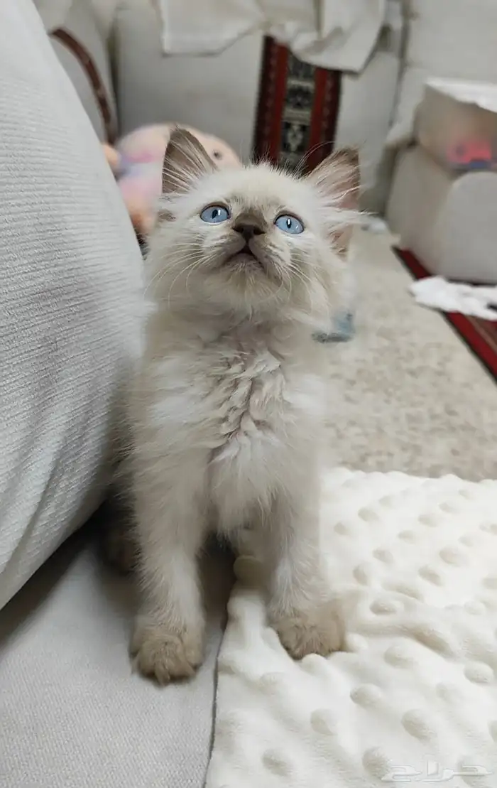 قطة صغيره كتن 6