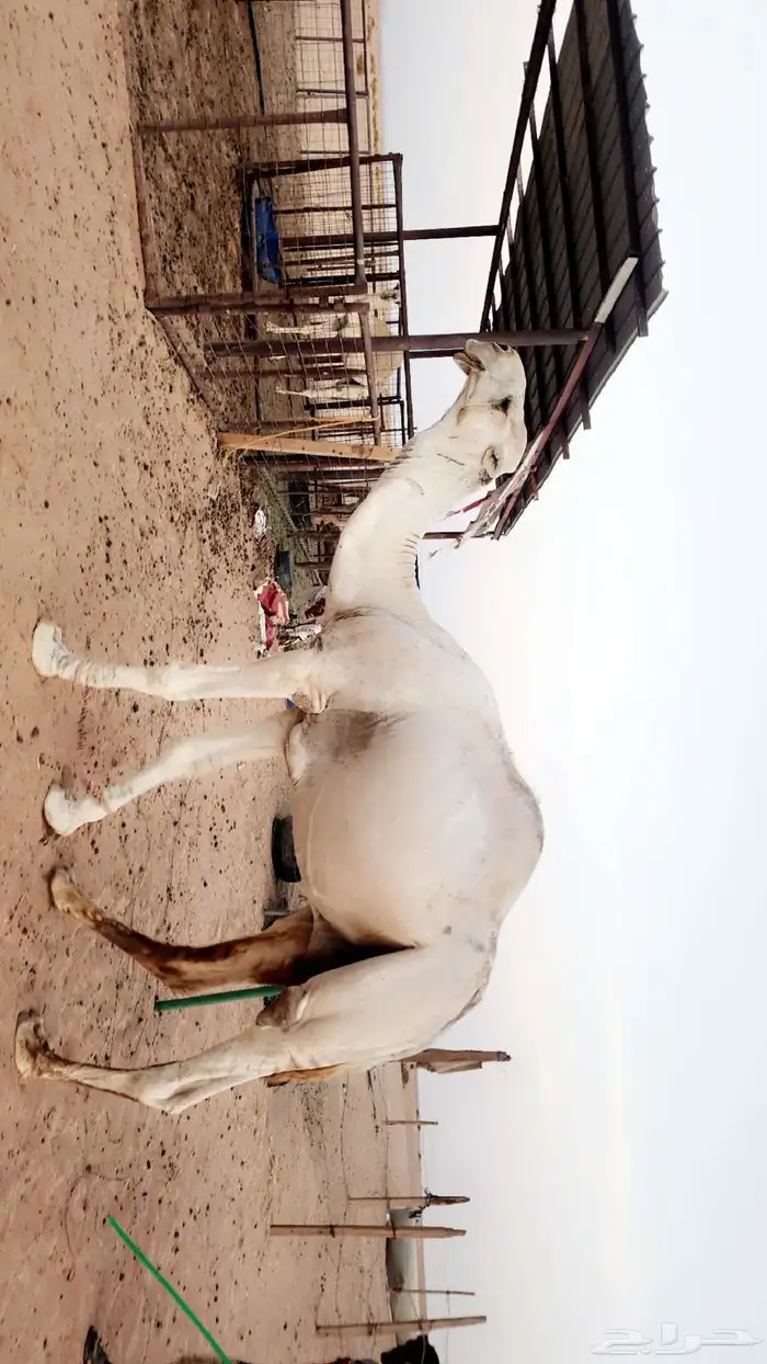 بعير اشقح كحيلاني إنتاجه طيب .. شرط الضراب والعشار 0
