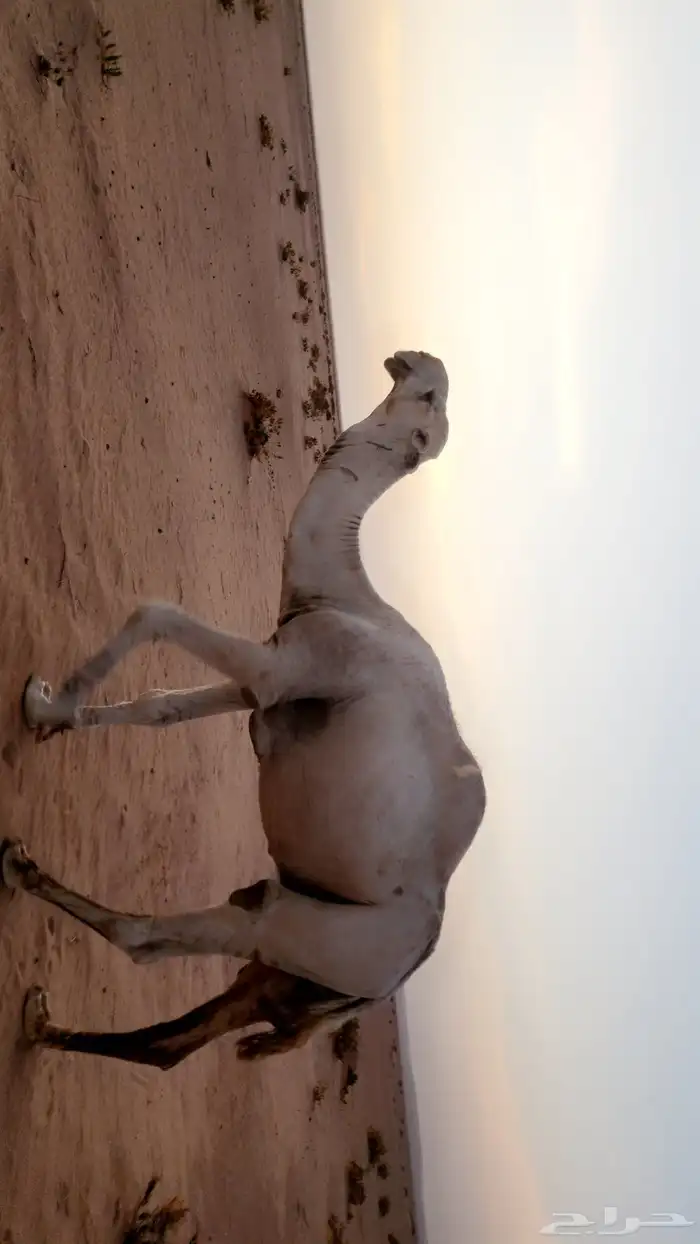 بعير اشقح كحيلاني إنتاجه طيب .. شرط الضراب والعشار 1