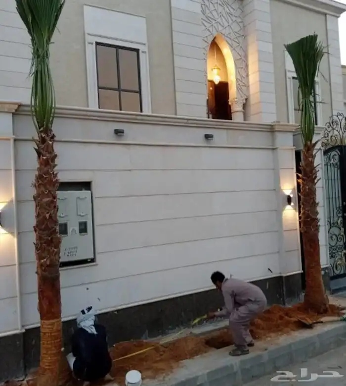 نخل واشنطني للبيع نخيل واشنطنونيا عربي مثمر جميع المواقع 1