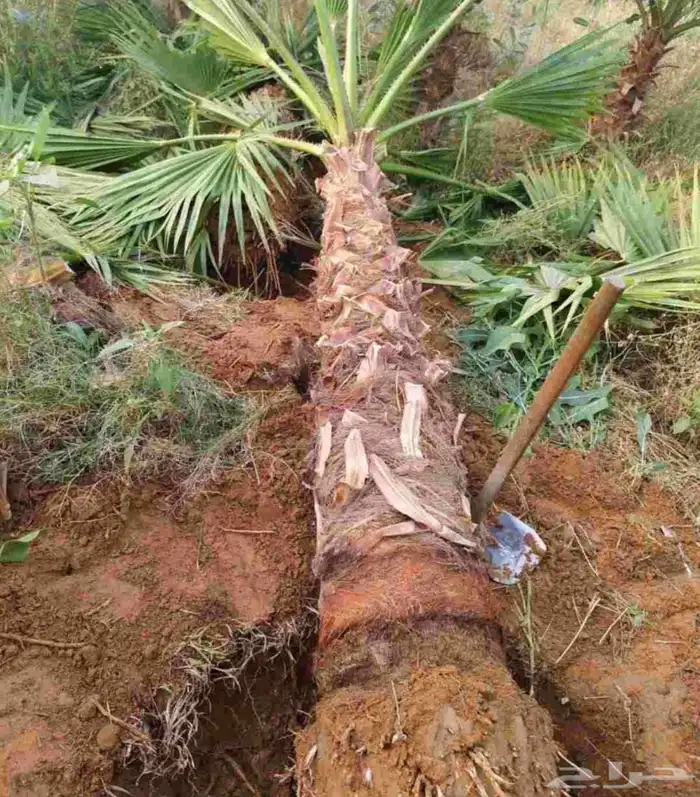 نخل واشنطني للبيع نخيل واشنطنونيا عربي مثمر جميع المواقع 4