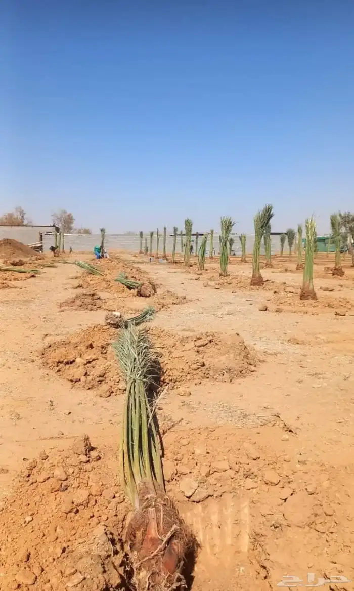 نخل واشنطني للبيع نخيل واشنطنونيا عربي مثمر جميع المواقع 8