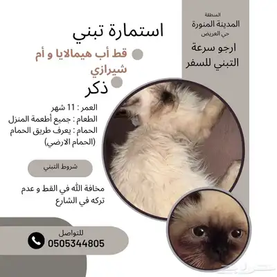 قطة تبني مستعجل 0